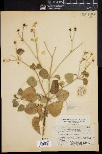 Bidens populifolia image