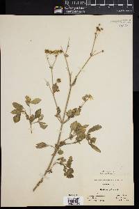 Bidens pilosa image