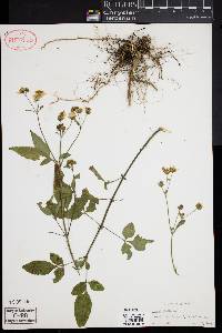 Bidens pilosa image