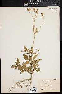 Bidens pilosa image