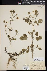 Bidens pilosa image