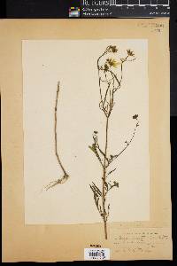 Bidens polylepis image