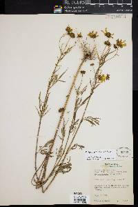 Bidens polylepis image