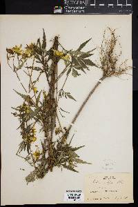 Bidens polylepis image