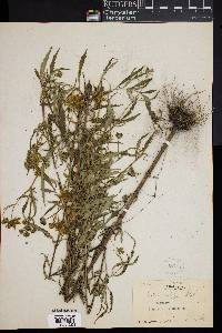 Bidens polylepis image