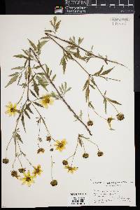 Bidens polylepis image