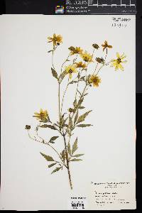 Bidens polylepis image