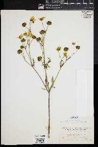 Bidens polylepis image