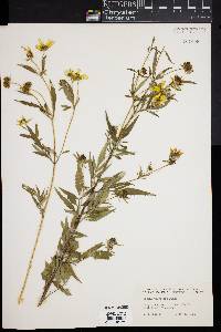 Bidens polylepis image