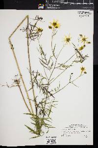 Bidens polylepis image