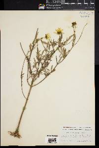 Bidens polylepis image