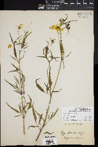 Bidens polylepis image