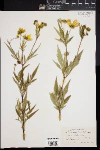 Bidens polylepis image