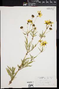 Bidens polylepis image