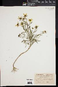 Bidens polylepis image