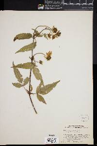 Bidens squarrosa image