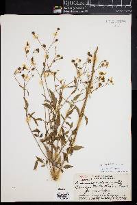 Bidens sandvicensis image