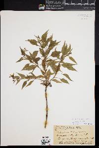Bidens sandvicensis image
