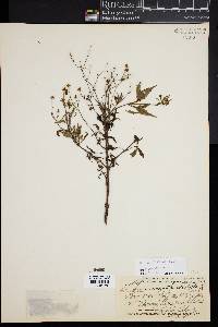Bidens sandvicensis image