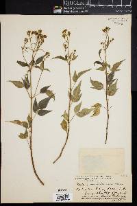 Bidens sandvicensis image