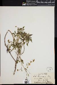 Bidens sandvicensis image