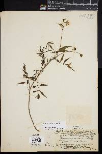Bidens sandvicensis image