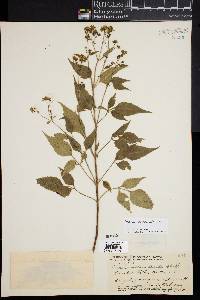 Bidens sandvicensis image