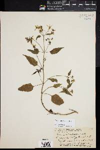 Bidens sandvicensis image