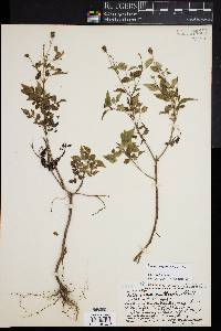 Bidens sandvicensis image