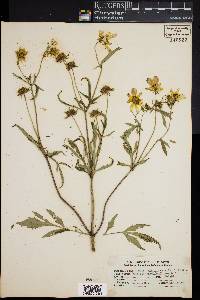 Bidens trichosperma image