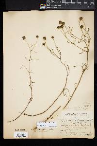 Bidens trichosperma image