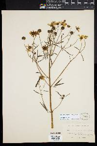 Bidens trichosperma image