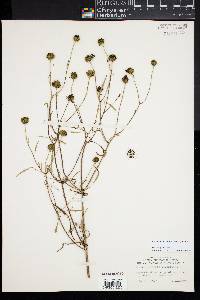 Bidens trichosperma image