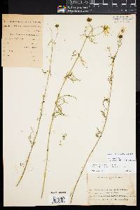 Bidens trichosperma image