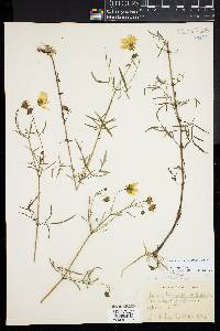 Bidens trichosperma image