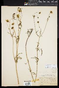 Bidens trichosperma image