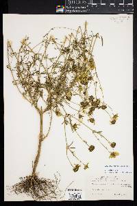 Bidens trichosperma image