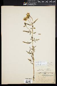 Bidens trichosperma image