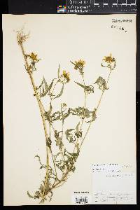 Bidens trichosperma image