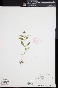 Bidens tripartita image