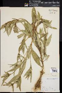 Bidens tripartita image