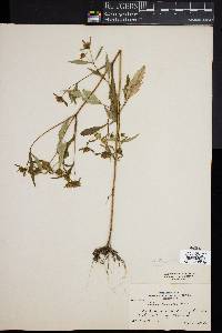 Bidens tripartita image