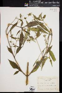 Bidens tripartita image