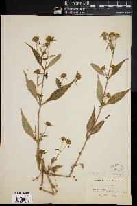 Bidens tripartita image