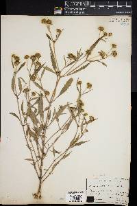 Bidens tripartita image