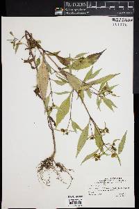 Bidens tripartita image