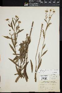 Boltonia asteroides image