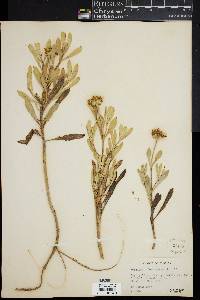 Borrichia frutescens image