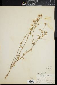 Brickellia brachyphylla image