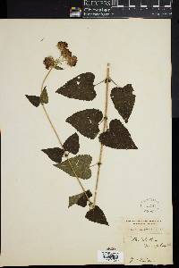 Brickellia cordifolia image